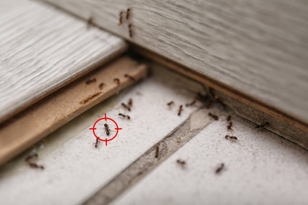 Best Pest Prevention Services  in Wilkinsburg, PA