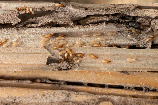 Best Mosquito Control Services  in Wilkinsburg, PA